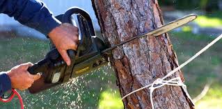 Lawn Maintenance Plans in Bayou La Batre, AL